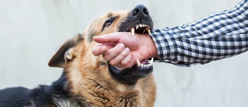 A dog biting a man's arm